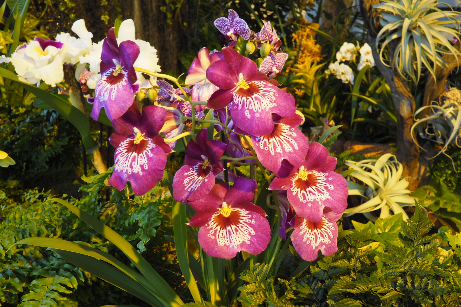 miltonia orchidee