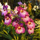 miltonia orchidee