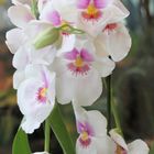 Miltonia - zum Schnee passend :-)