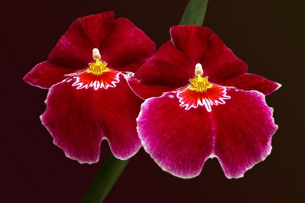 Miltoniopsis.....