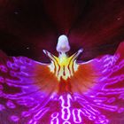 Miltoniopsis