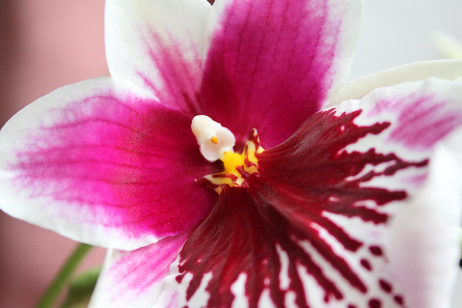 Miltoniopsis