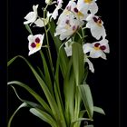 Miltoniopsis