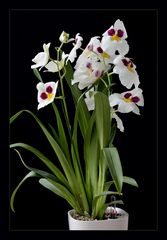 Miltoniopsis