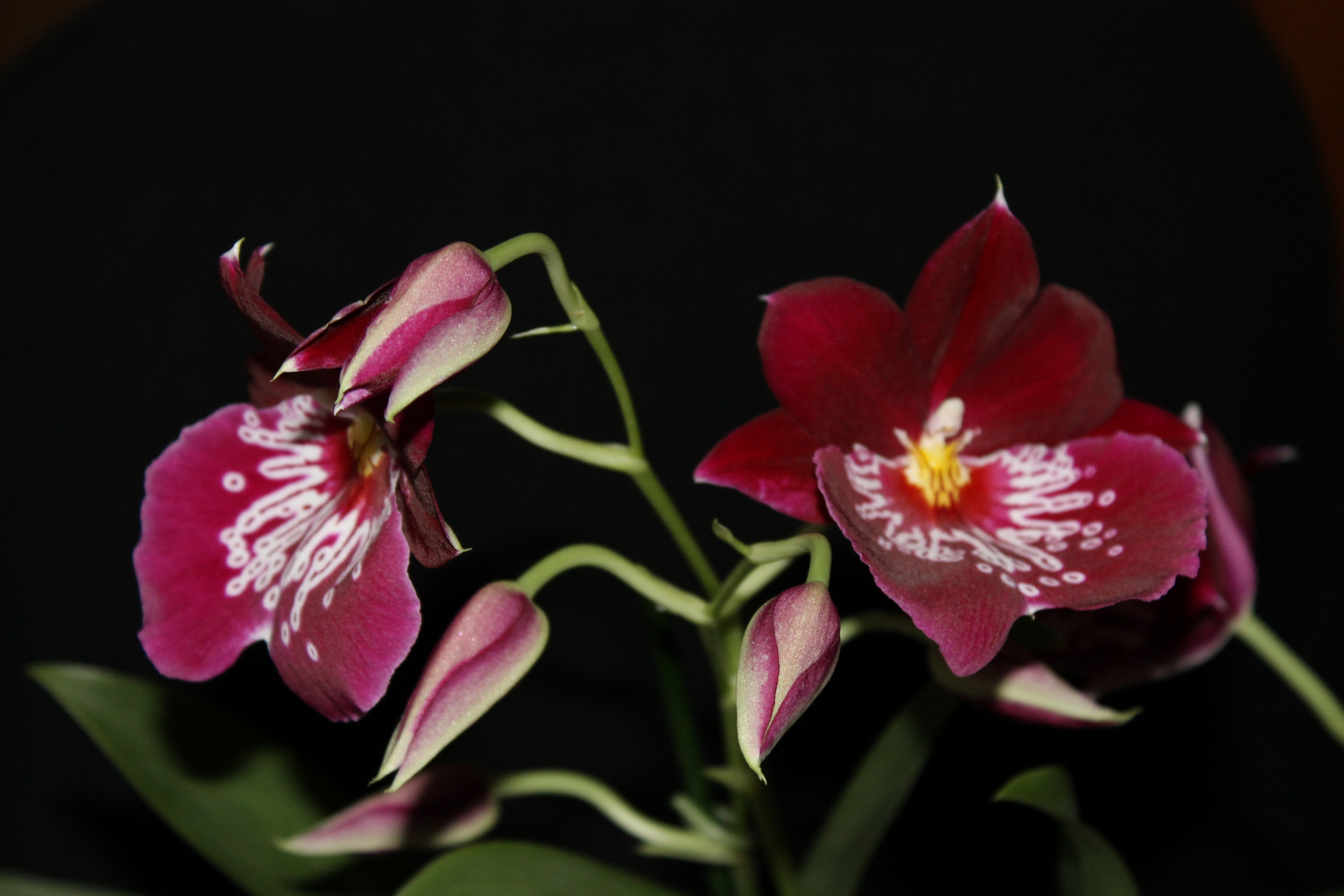 Miltoniopsis