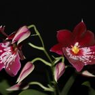 Miltoniopsis