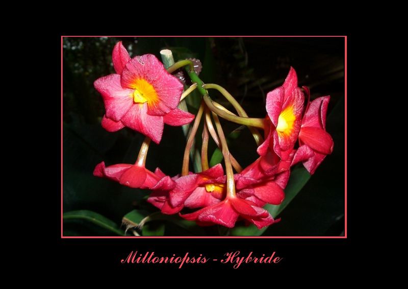 Miltoniopsis - Hybride