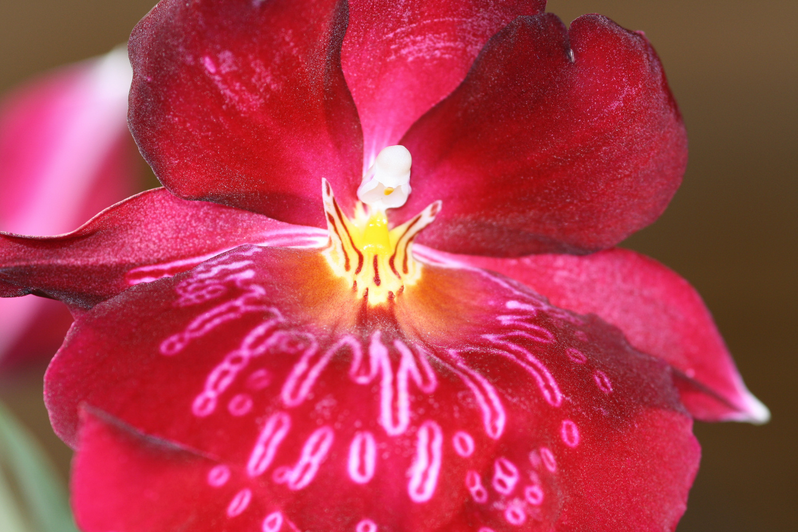 Miltoniopsis - Stiefmütterchen-Orchidee