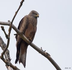 Milvus migrans am Abend