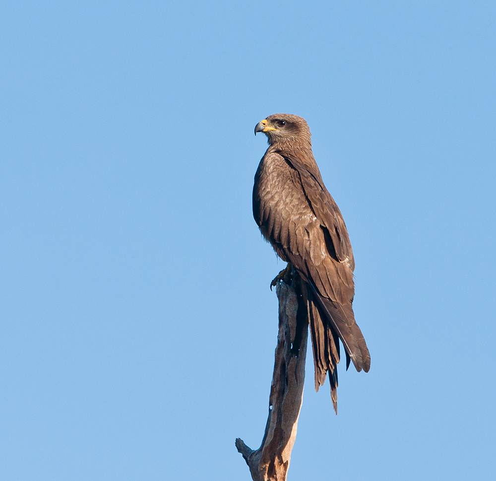 Milvus migrans - der Australier