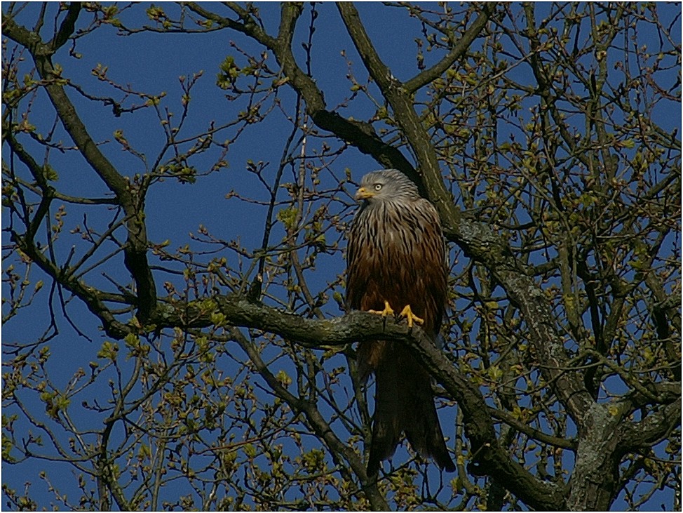 Milvus Milvus genießt die Morgensonne