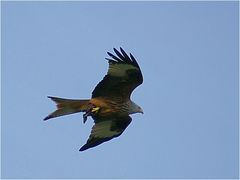 Milvus Milvus - Vogel mit Vogelbeute