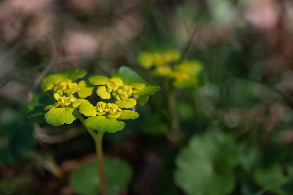 Milzkraut (Chrysosplenium)