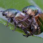 MIMELA JUNII (Duftschmid,1805) Coleoptera Meloidae * COLEOTTERI IN AMORE *