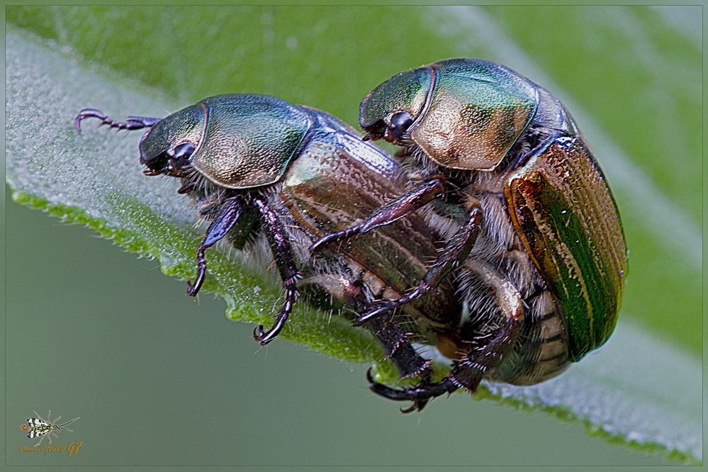 MIMELA JUNII (Duftschmid,1805) Coleoptera Meloidae * COLEOTTERI IN AMORE *