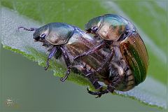 MIMELA JUNII (Duftschmid,1805) Coleoptera Meloidae * COLEOTTERI IN AMORE *