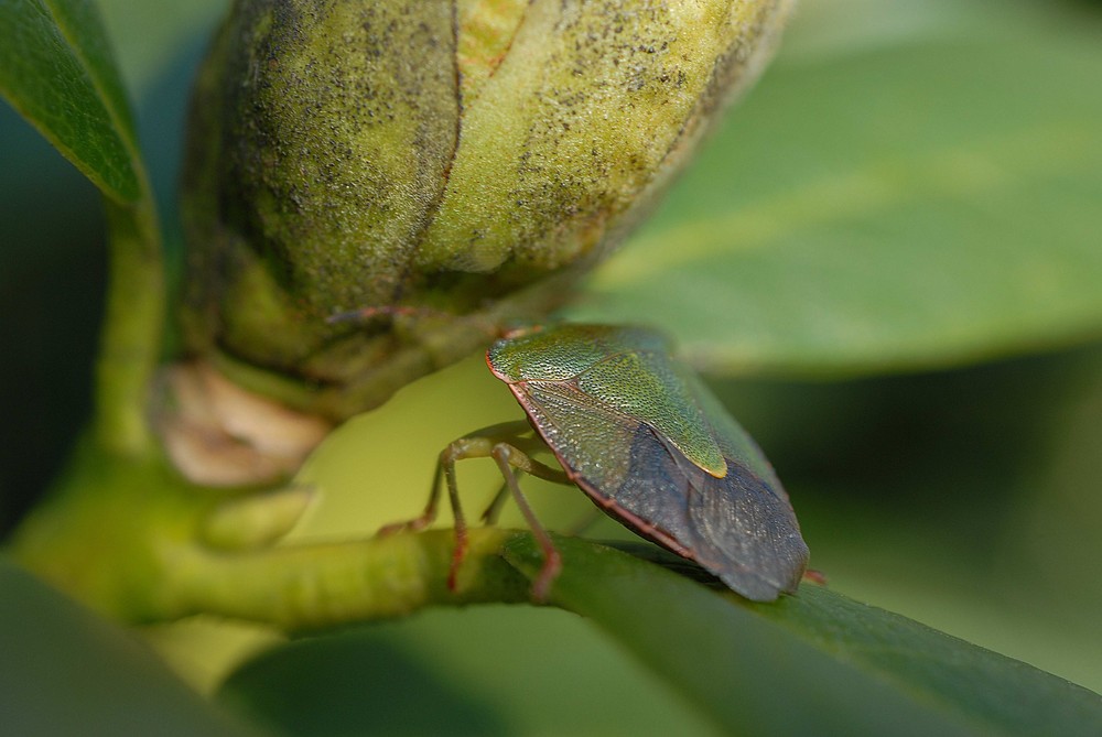 Mimese Foto & Bild tiere, wildlife, insekten Bilder auf