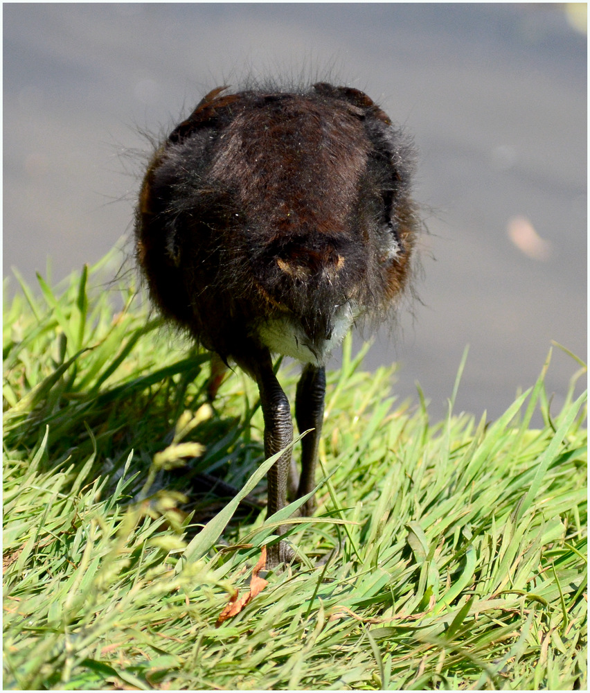 Mimese Foto & Bild tiere, wildlife, wild lebende vögel Bilder auf