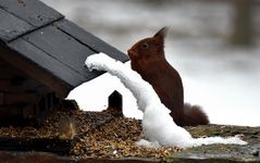 Mimétisme hivernal