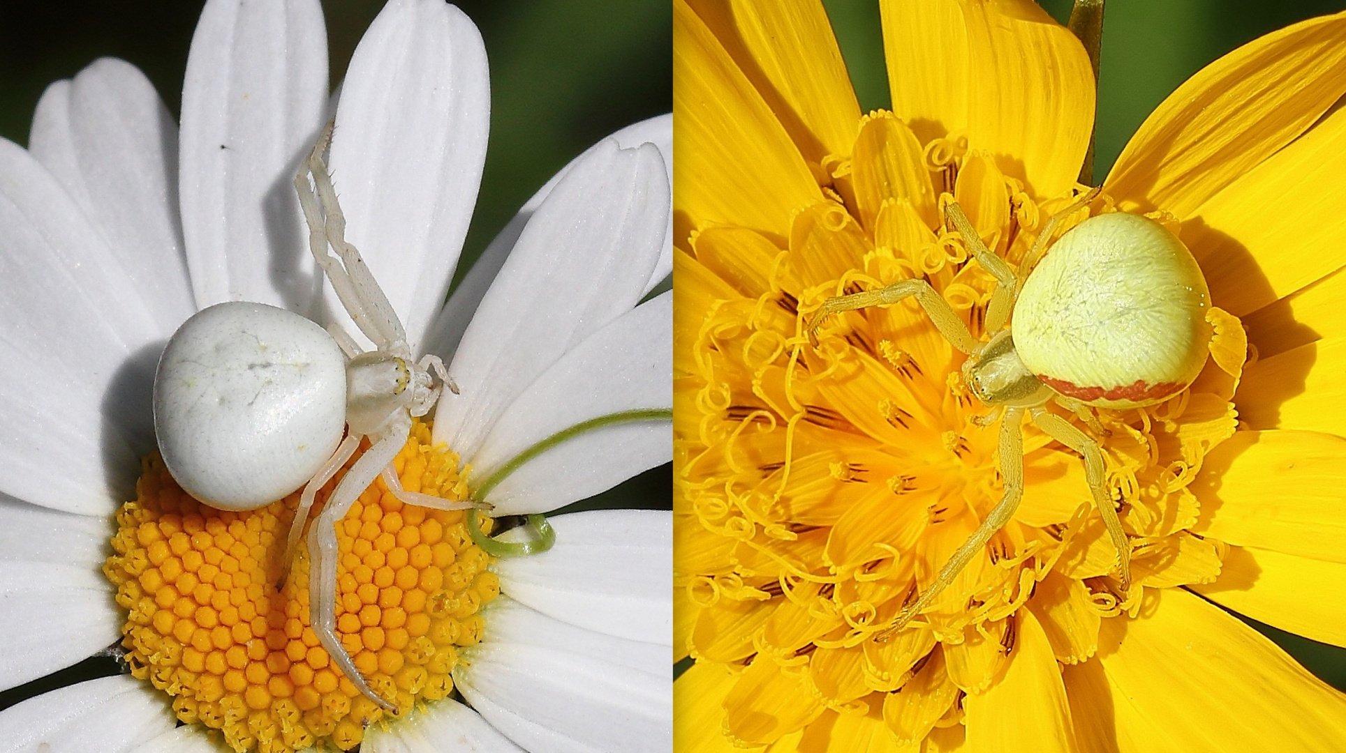 Mimétisme - Misumena vatia