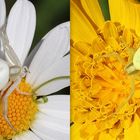 Mimétisme - Misumena vatia