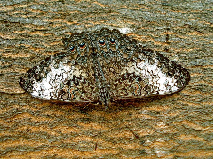 Mimetismo Imagen & Foto naturaleza diversa , animales, naturaleza