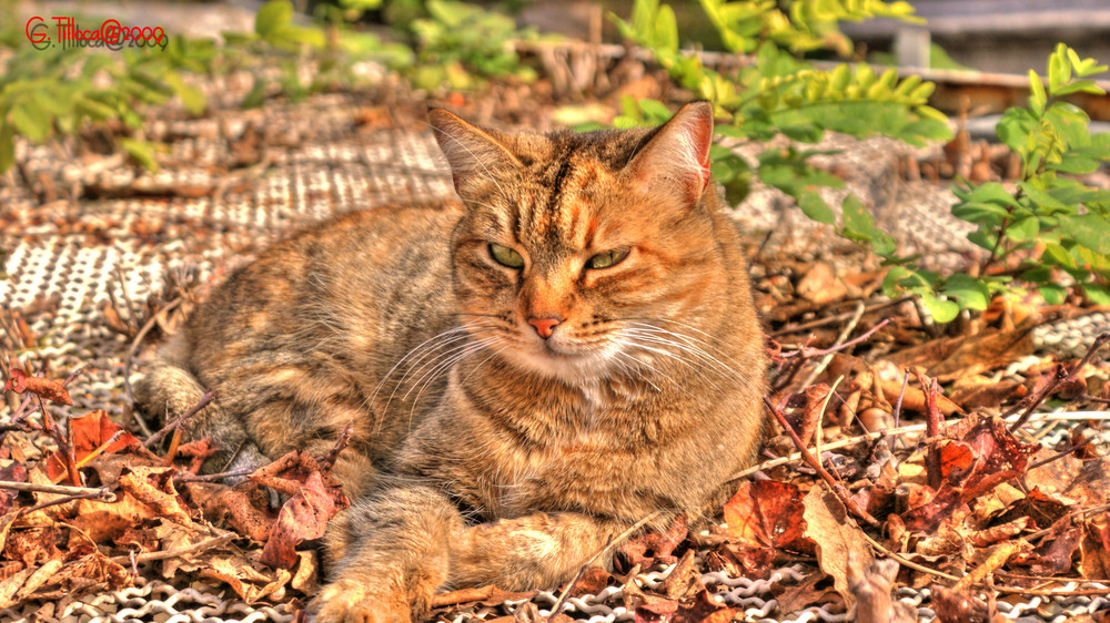 Mimetismo felino