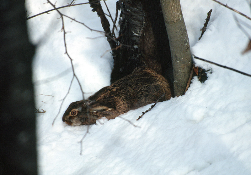 Mimetismo - Lepre comune - Lepus europaeus