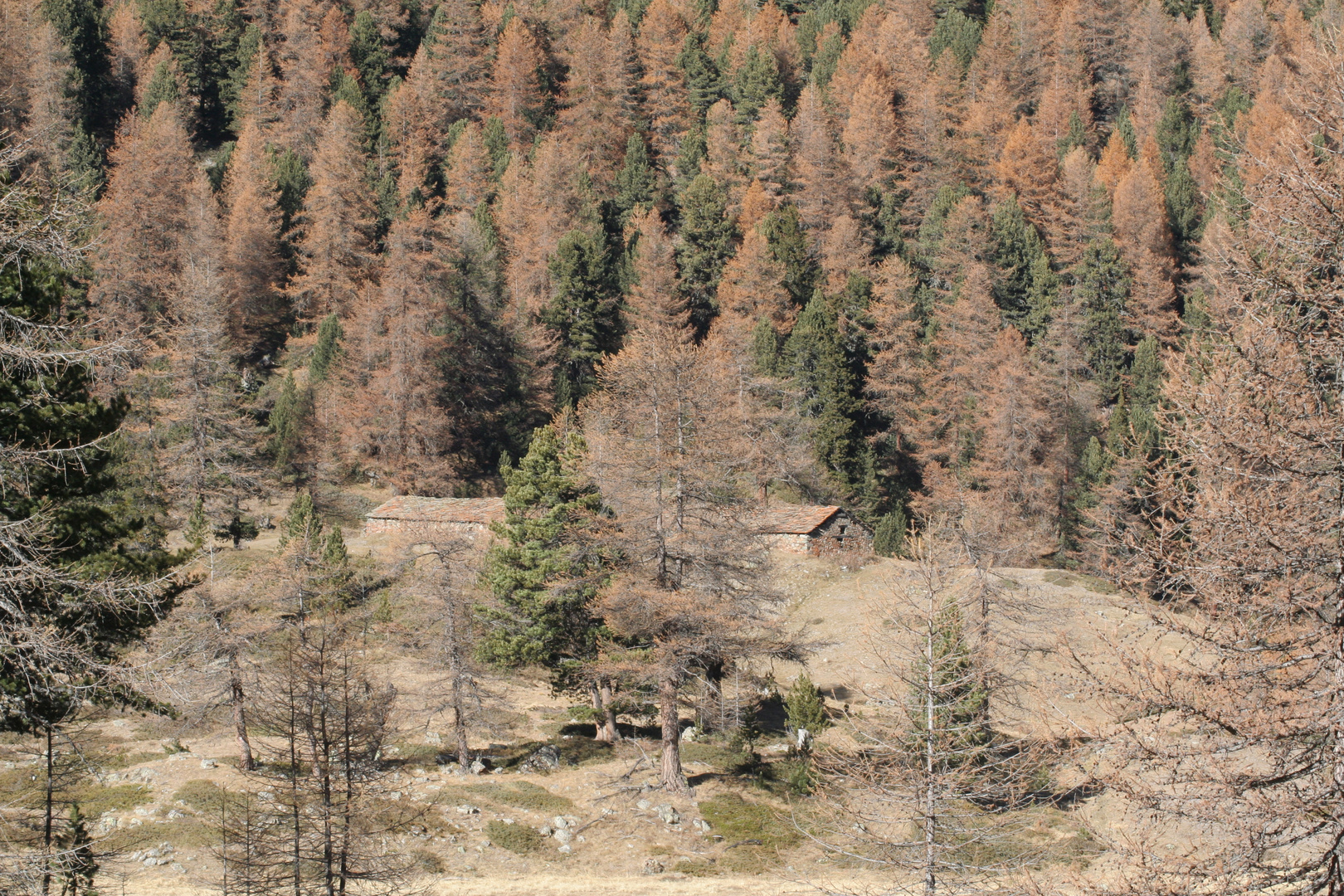 Mimetismo nel vallone di Comboé m.2.100 s.l.m. Charvensod (AO)