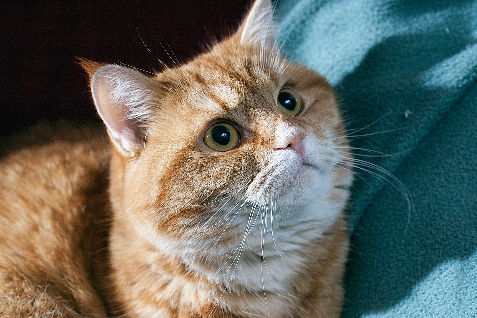 Mimi Foto & Bild | tiere, haustiere, katzen Bilder auf fotocommunity