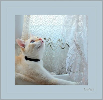 Mimi aime bien mes rideaux