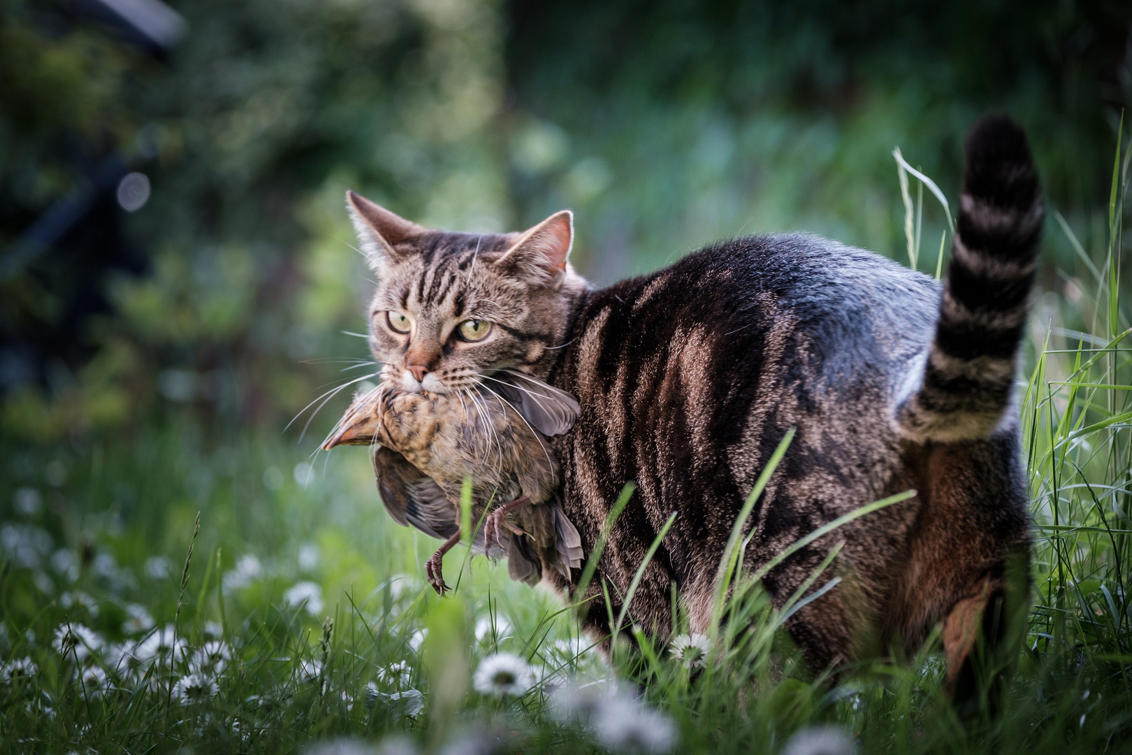 Mimi auf der Pirsch