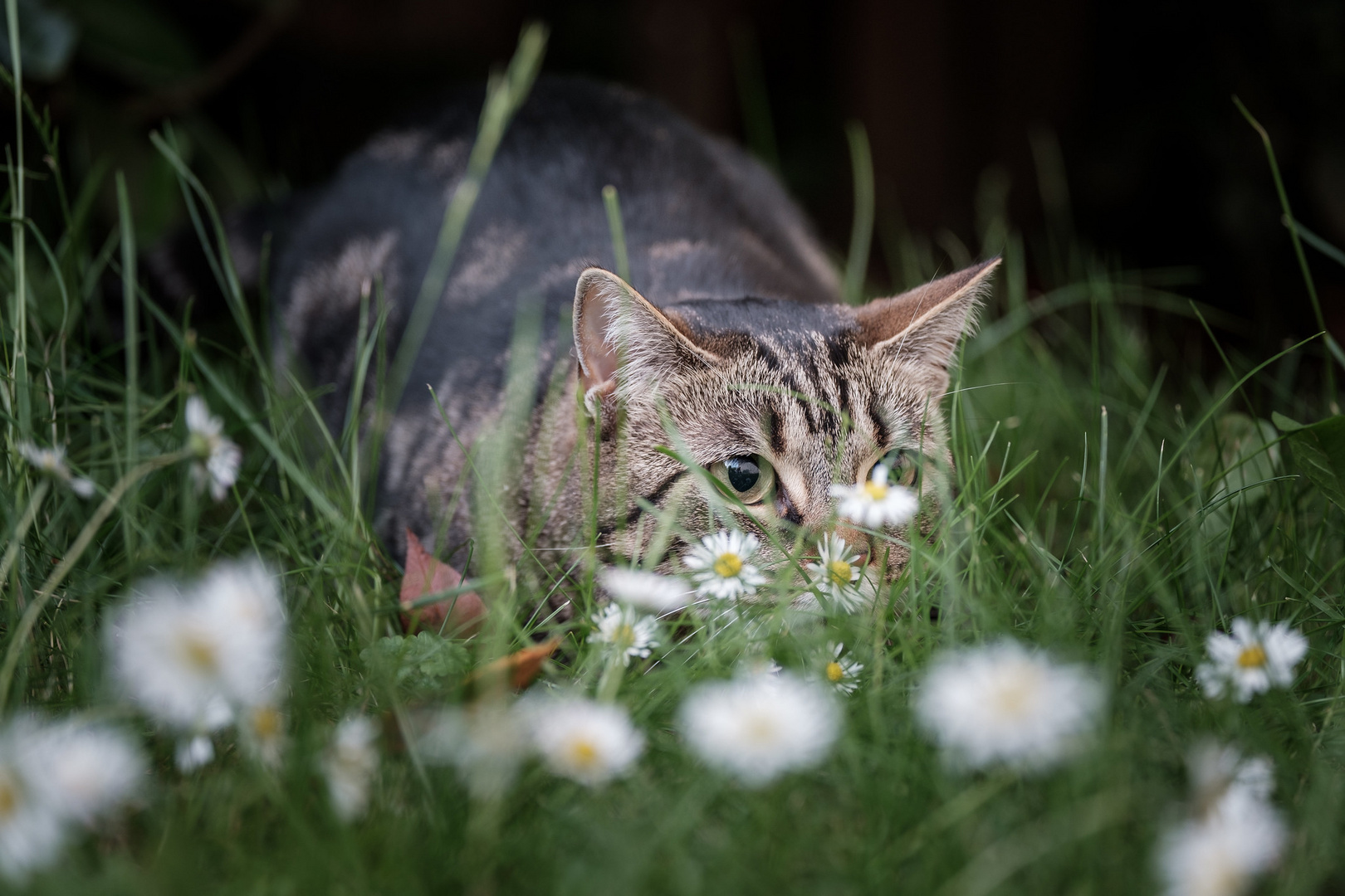 Mimi auf der Pirsch