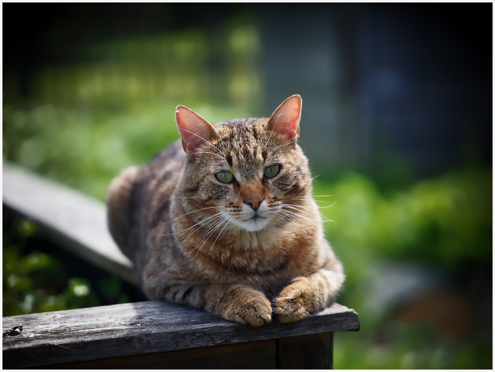 Mimi, der Kater