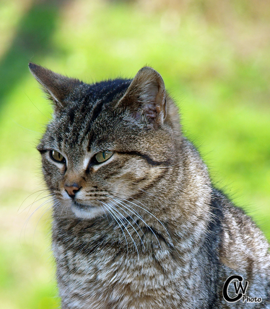 Mimi im Garten