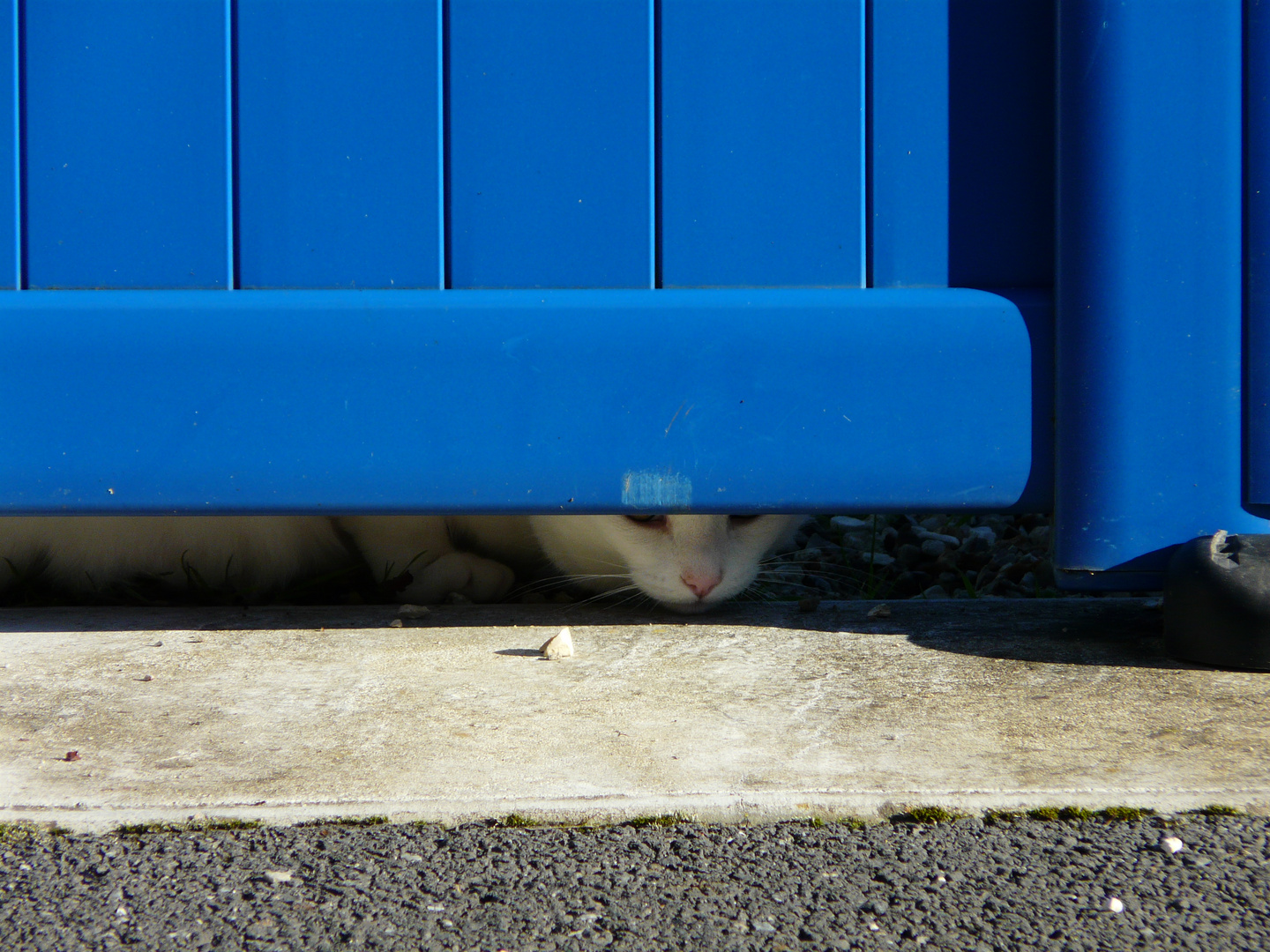 Mimi sous la porte