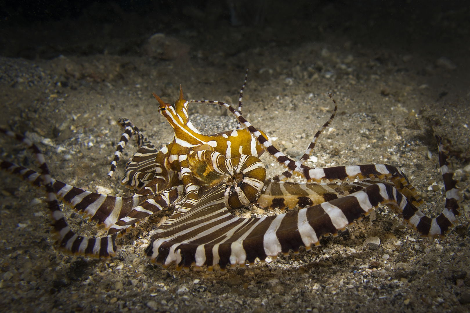 Mimic Octopus