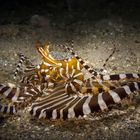 Mimic Octopus