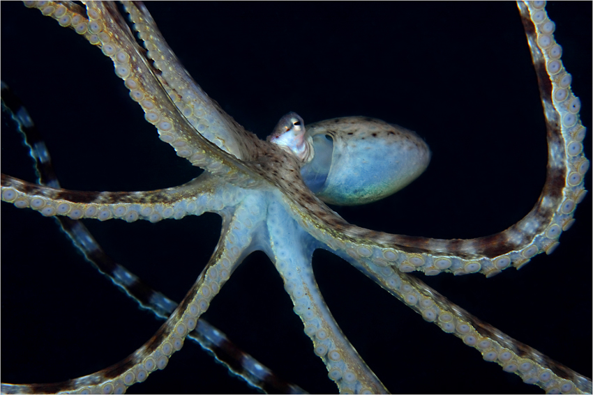 mimic octopus