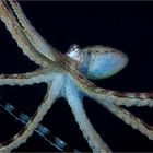 mimic octopus