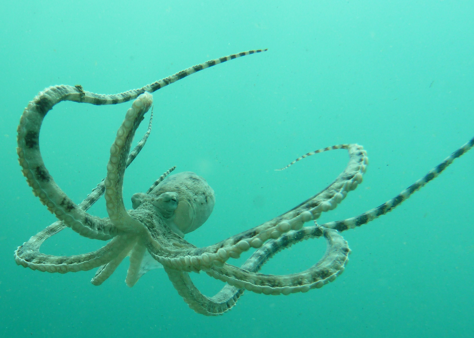 Mimic Octopuss