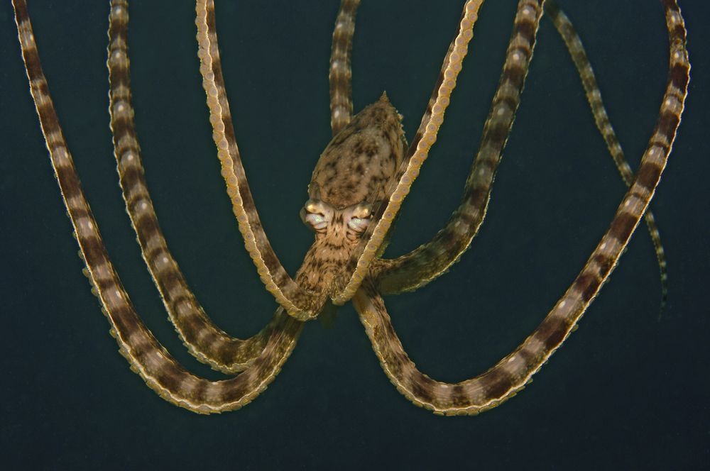 Mimic Oktopus