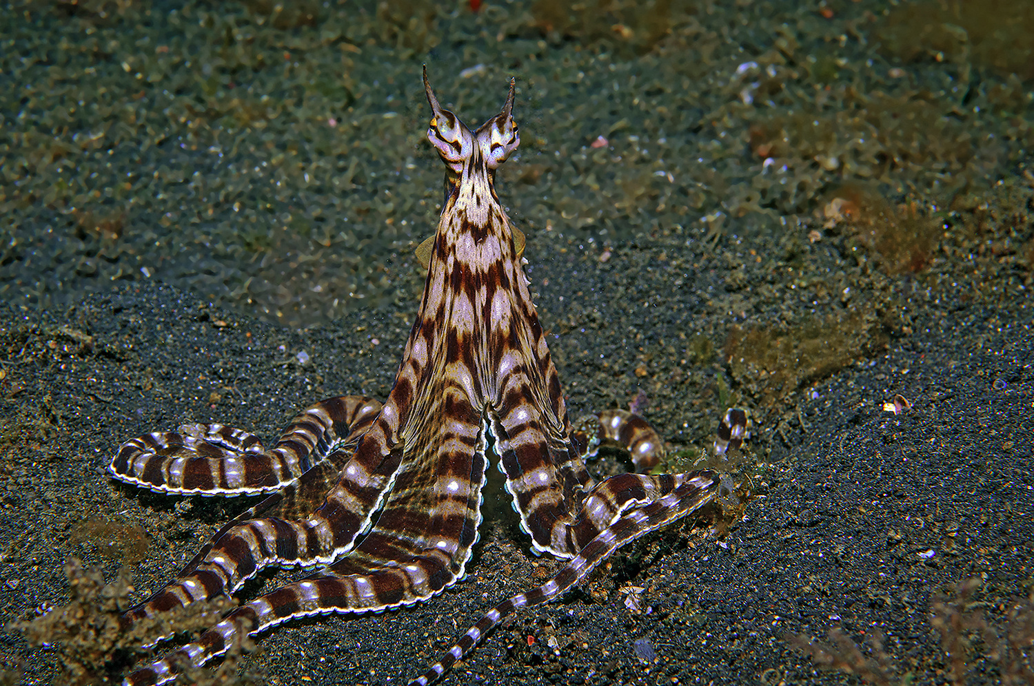 Mimic-Oktupus, Lembeh Strait, Nord-Sulawesi, Indonesien