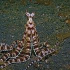 Mimic-Oktupus, Lembeh Strait, Nord-Sulawesi, Indonesien