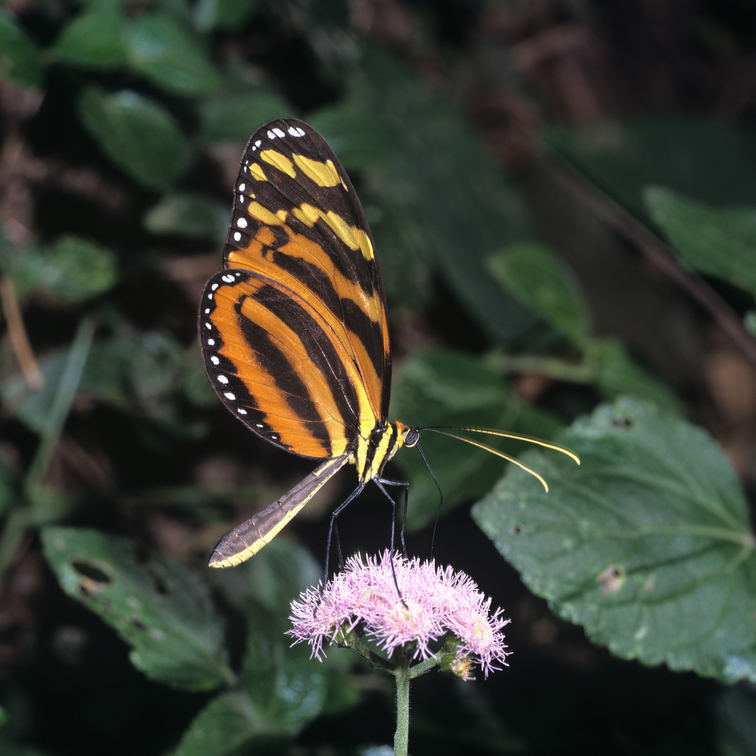 Mimic Tigerwing, Melinaea lilis imitata H. Bates, 1864, Regenwald Costa Rica