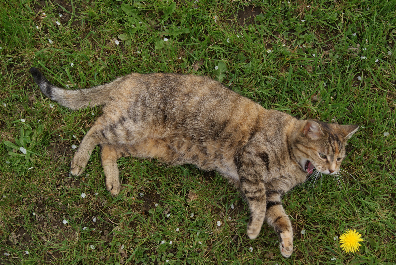 Mimie dans le jardin - Mimie in the garden