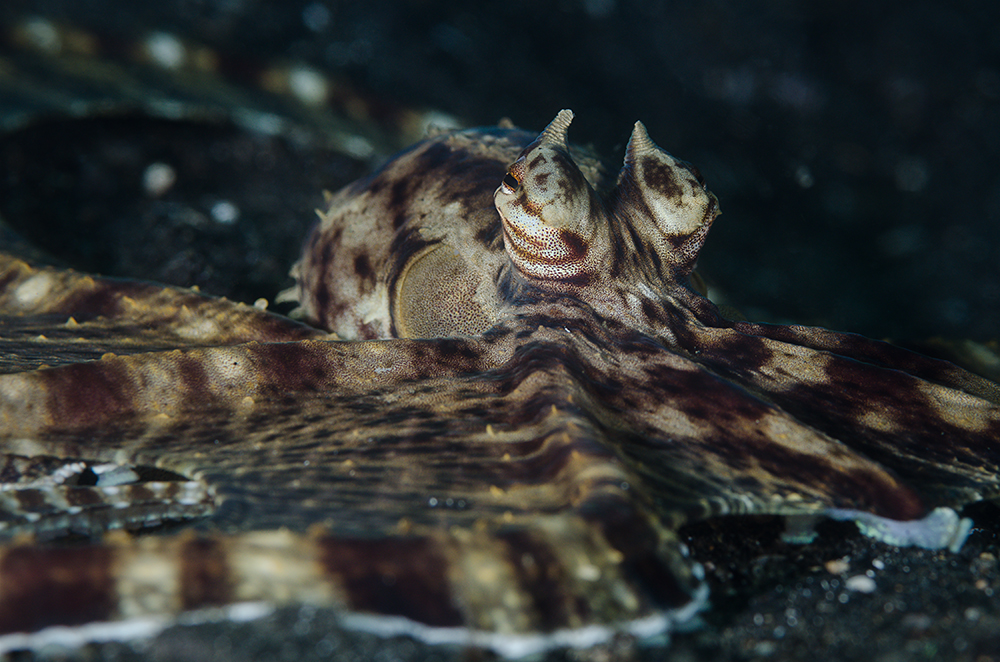 Mimik-Oktopus (lat.: Thaumoctopus mimicus)