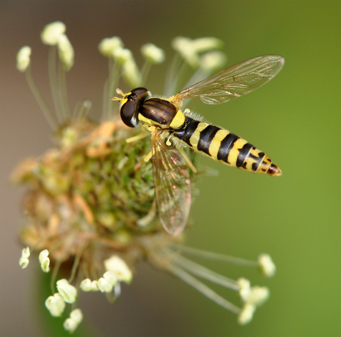  Mimikri  Foto Bild tiere wildlife insekten Bilder auf 