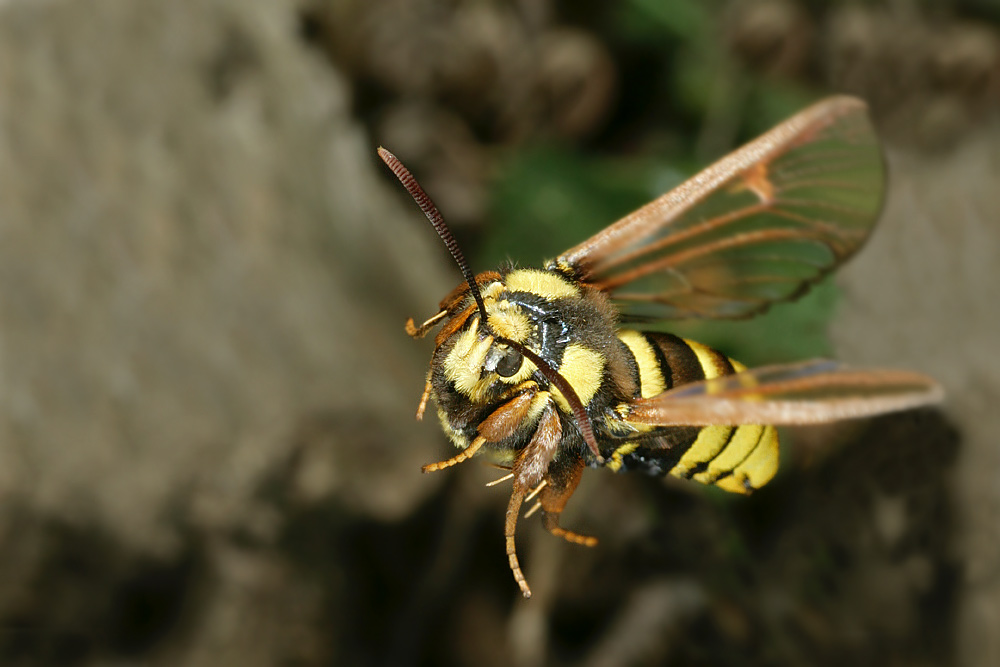  Mimikri  in Perfektion Foto Bild tiere wildlife 