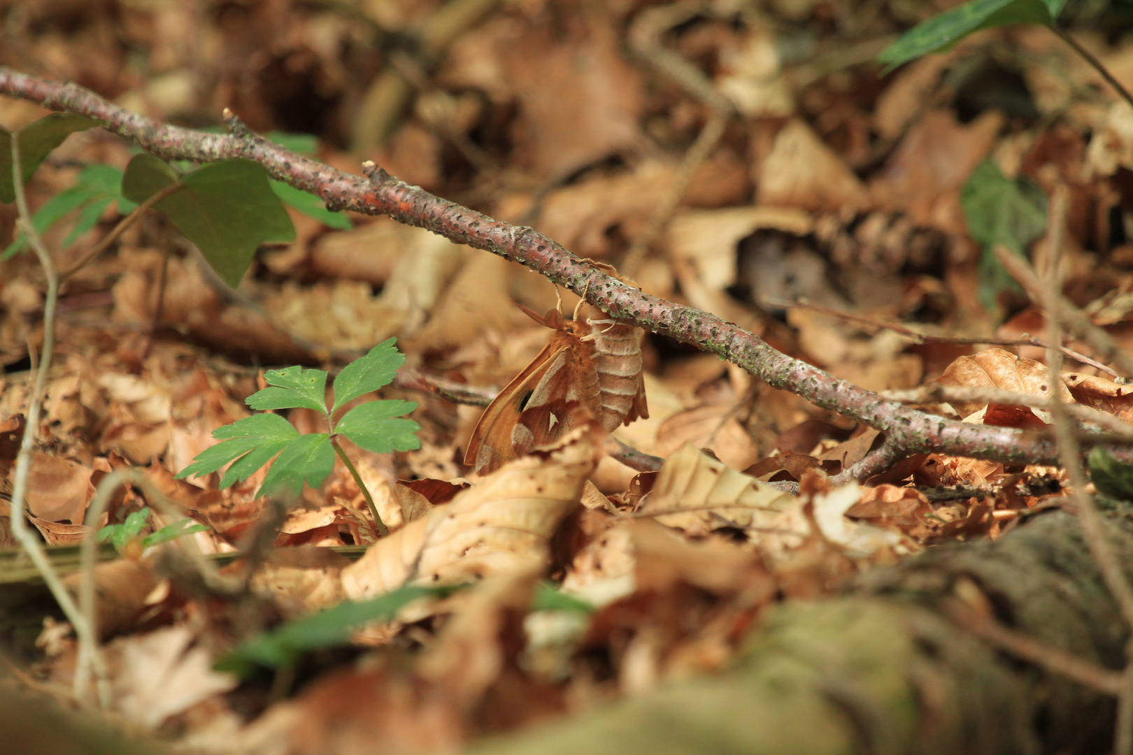 Mimikry Foto & Bild tiere, zoo, wildpark & falknerei, insekten